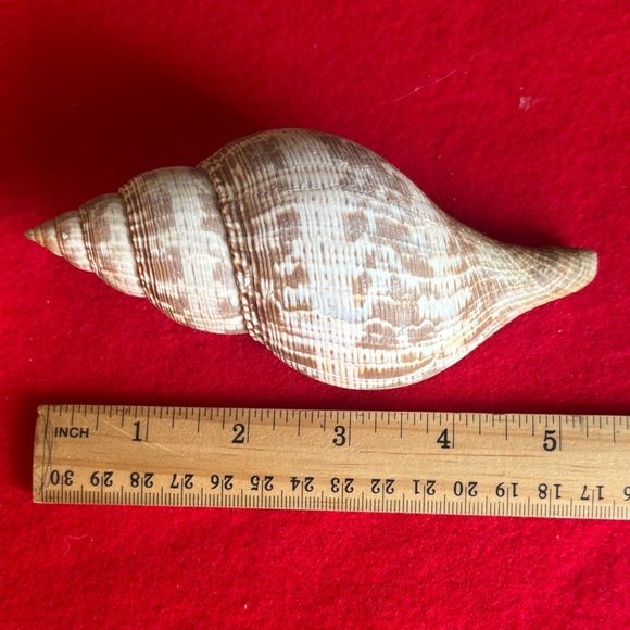 Tulip Shell - Picture 6 of 7